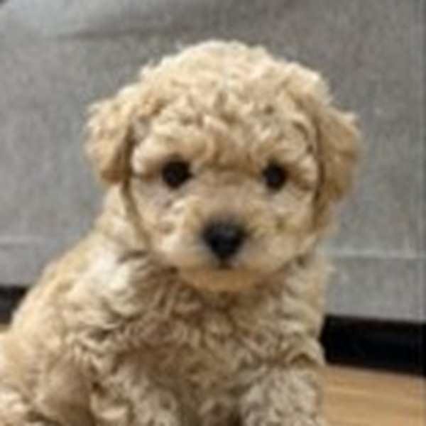 Kofi, un caniche toy crema
